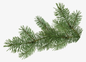 Pine Tree Branch - Portable Network Graphics