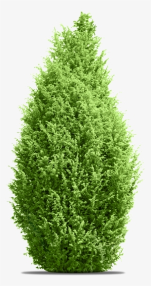 Pine Tree - Tree