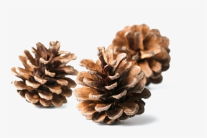 Pine Cone Download Transparent Png Image - Conifer Cone