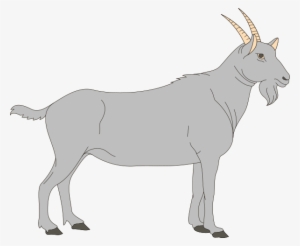 Small - Ruminant Digestive System Blank