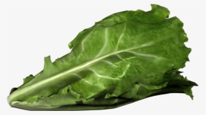 Cdc Investigating E - Romaine Lettuce E Coli Outbreak