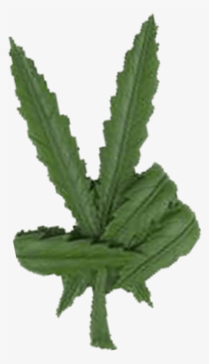 In Fact The Average Cannabis Customer Is Not What You - Pot Leaf