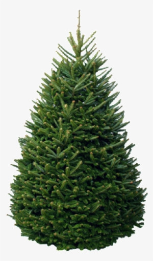 Christmas Tree Package - Fraser Fir Christmas Trees