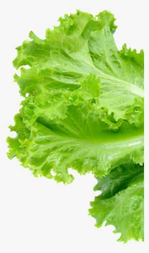 Footer Salmon Footer Lettuce Foote Bottom - Lettuce