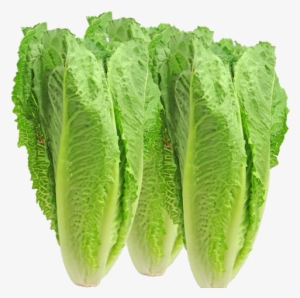 So Why Don't We Have Better Traceability In 2018 The - Romaine Lettuce