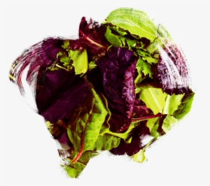 Salads - Radicchio