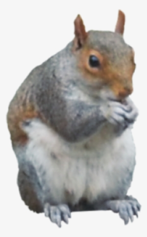Squirrel Png - Portable Network Graphics