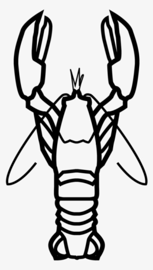 Lobster - American Lobster