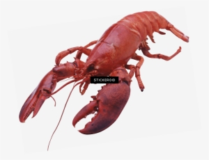 Lobster Large Front - Lobster Transparent Background