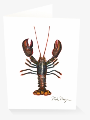 Northern Lobster - American Lobster