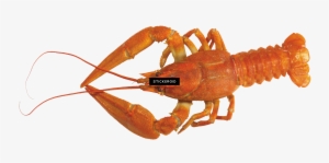 Lobster - American Lobster