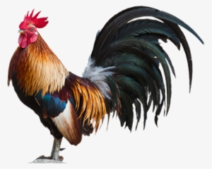 Rooster Dreams Meaning - Rooster Png