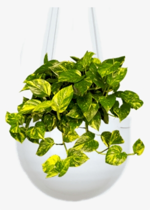 Devil's Ivy - Devils Ivy Money Plant