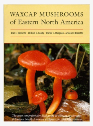 Waxcap Mushrooms Of Eastern North America