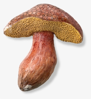 Original Mushroom - The Original Mushroom