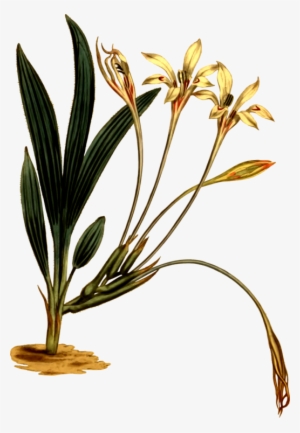 Grasses Flowerpot Plant Stem - Iris Family