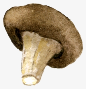 Mushrooms - Pleurotus Eryngii