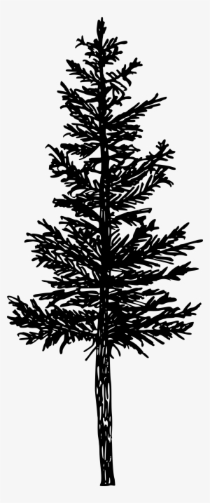 Free Download - Pine Tree Silhouette Png