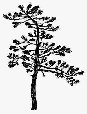 Free Download - Transparent Tree Silhouette Pine Vector