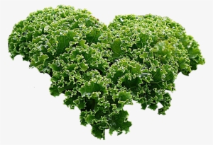 Kale - Tea With Heart Matcha Green Tea Powder; Usda Organic;