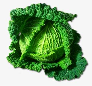 Kale Bitkisinin Faydaları Nelerdir - Clipart Picture Of Cabbage