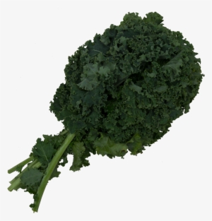 Kale - Wild Cabbage