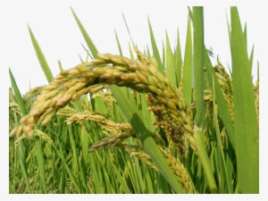 Picture Freeuse Download Rice Oryza Sativa Transprent - Oryza Sativa Hd