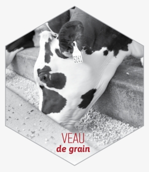 Veau-grain - Québec
