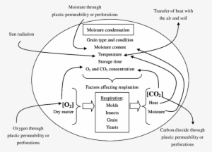 Diagram Of The Main Factors Affecting Respiration Of - Respiration Diagram