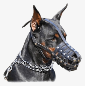 Dobermann Wearing Muzzle Png - Doberman Pinscher With Chain Collar