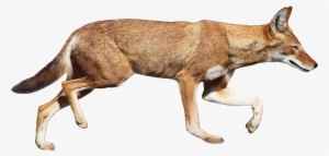 Ethiopian Wolf White Background