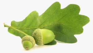 Acorn Animal Transparent Png Images Free Download 019 - Oak Leaf Gif