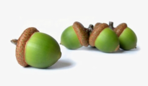 Acorn Transparent Background Png - Ama Physicians' Guide To Financial Planning