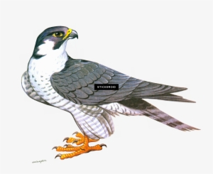 Falcon Animals - Clip Art Falcon Png