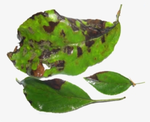 Rust - Plant Pathology