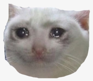 Whats The Origin Of The Crying Cat Pictures And Why - Crying Cat Meme With Hearts