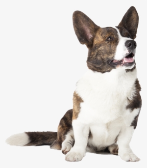 Cardigan Welsh Corgi Pricing - Cardigan Welsh Corgi