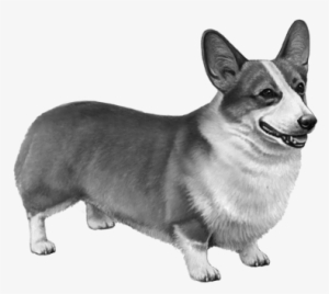 Pembroke Welsh Corgi - Pembroke Welsh Corgi Dog Counted Cross Stitch Pattern