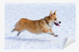 ?embroke Welsh Corgi Aluminum License Plate