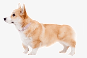 Looking For A Corgi Puppy Or Dog In Agoura Hills, California - Corgi Free