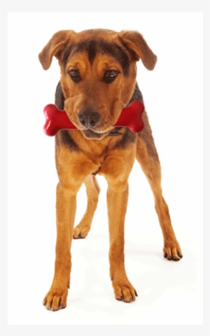 Dog Standing With Bone - Stock Photography