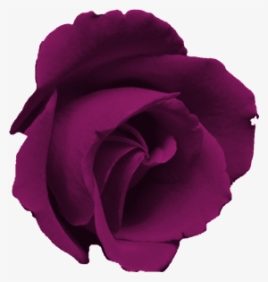 Free Flower Clip Art Images - Rosa Morada Flor Png