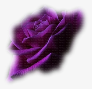 Minou Purple Rose Flower Lila Ros Blomma - Real Life Cute Pink Butterfly