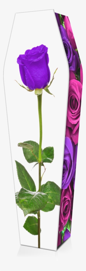 Expression Cofins - Rosa Roja Fondo Blanco