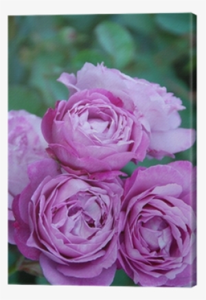 [lifestyle] Kartenbox Hard - Rosen