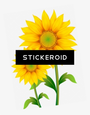 Sunflowers - Transparent Background Sunflower Png