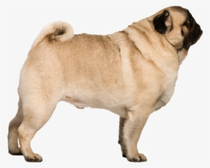 Pug 19 Oct 2018 - Pug Side Profile