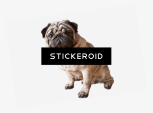Sitting Pug - Cute Pug Dog Sitting For Apple Ipad Mini, Ipad Mini
