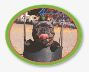 Always Ensure You Have A Good Vet Lined Up For Your - Pawsitive Vibes Funny Pun Dog T-shirt