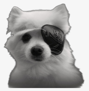 Gabe The Dog Eyepatch - Gabe The Dog Png